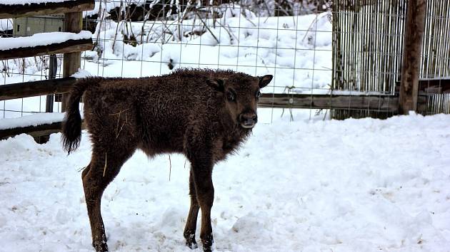 Mládě zubra evropského v táborské zoologické zahradě.