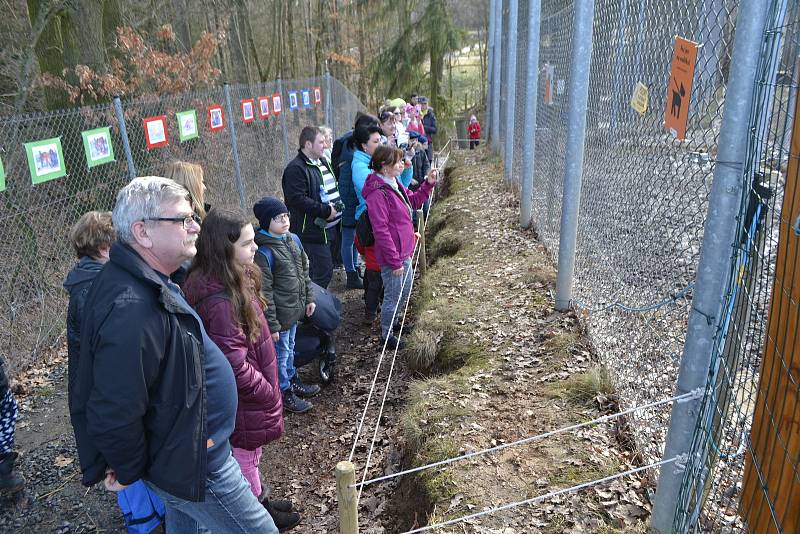 Z narozeninového krmení tygra ussurijského v táborské ZOO..