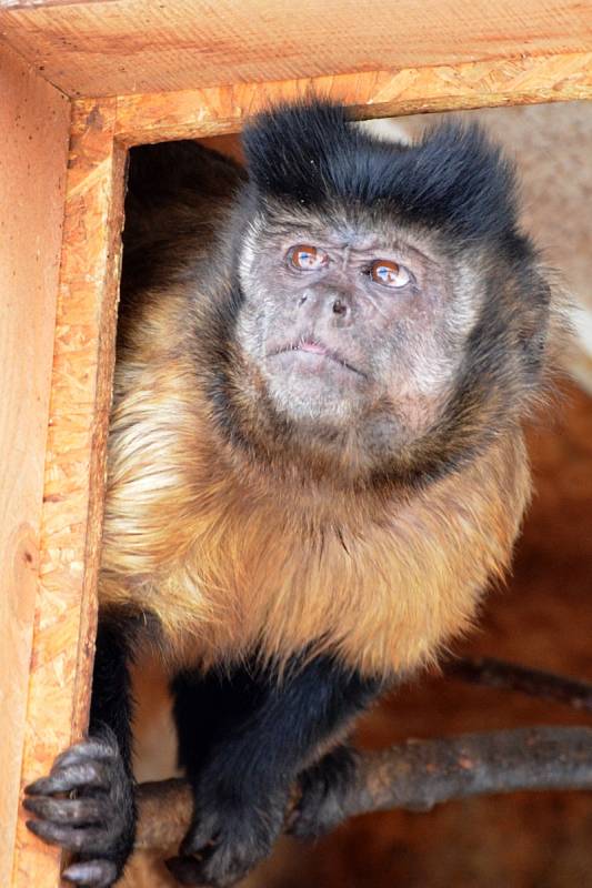 Kromě silničářů mají z očekávaného oteplení největší radost malpy hnědé z táborské zoologické zahrady.