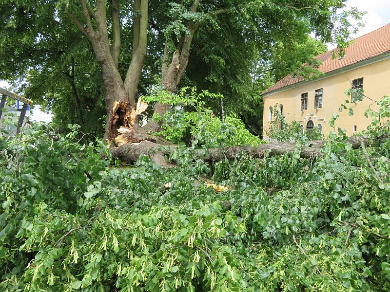 Téměř 300 let starý majestátní strom šel 24. června k zemi. Z táborských Měšic zřejmě zmizí nadobro, je nebezpečný okolí.