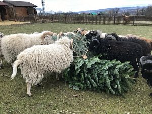 Daňci, jeleni a ovce si v táborské zoo pochutnávají na vánočních stromcích.