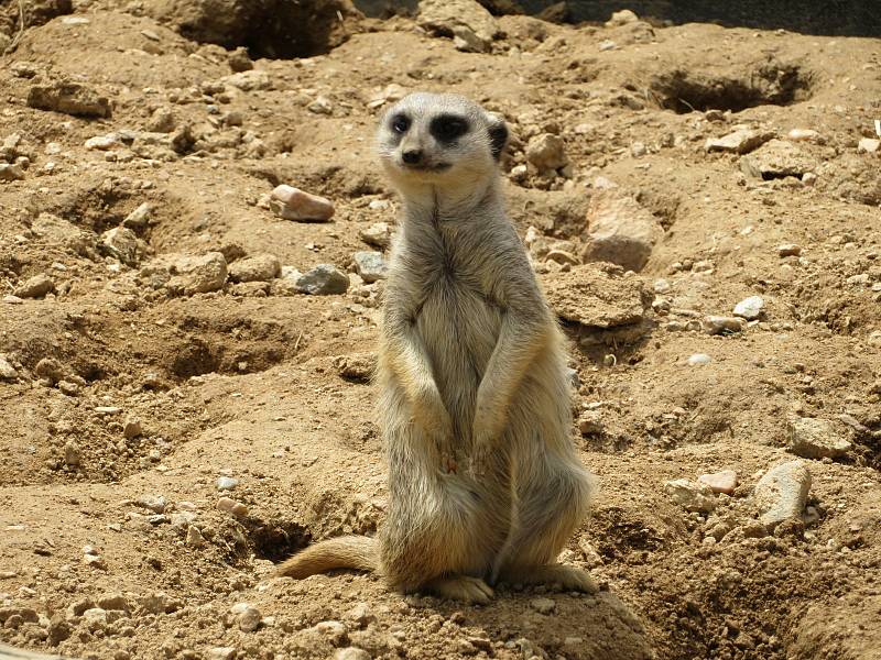 Táborská zoologická zahrada po nucené koronavirové pauze zažívá boom návštěvníků.