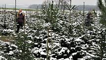 U Holců na plantáži nasají zákazníci při výběru vánočního stromečku vánoční atmosféru. Letos pro ně totiž pěstitelé přichystali i občerstvení.