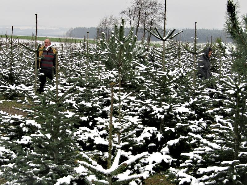 U Holců na plantáži nasají zákazníci při výběru vánočního stromečku vánoční atmosféru. Letos pro ně totiž pěstitelé přichystali i občerstvení.