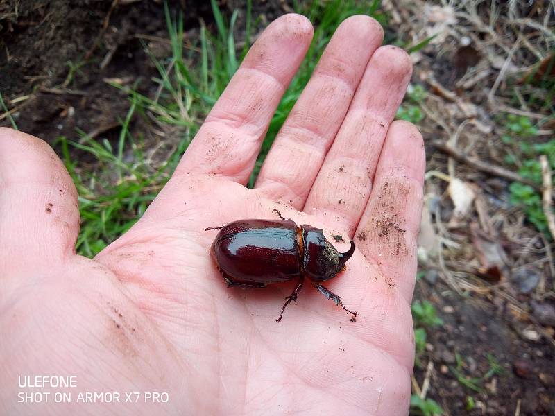 V táborské botanické zahradě teď žije nosorožník kapucínek