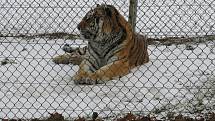 V táborské zoologické zahradě to žije i v zimním období. Návštěvníci sem mohou dorazit o víkendem a svátcích do konce března od 9 do 16 hodin. Otevřeno bude i o pololetních a jarních prázdninách.