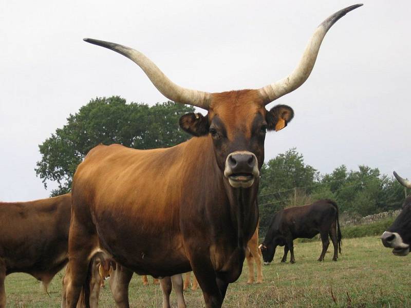 V táborské zoo mají dvě vzácné krávy "kačeny".