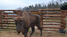 Zubřice Karla z táborské zoo. 