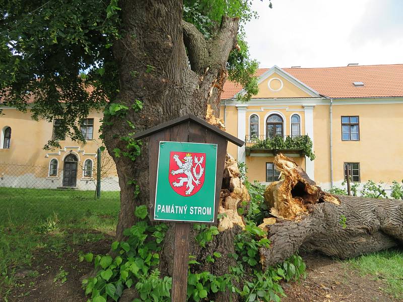 Téměř 300 let starý majestátní strom šel 24. června k zemi. Z táborských Měšic zřejmě zmizí nadobro, je nebezpečný okolí.