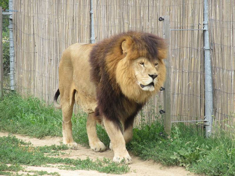 Zoo Tábor. Ilustrační foto.