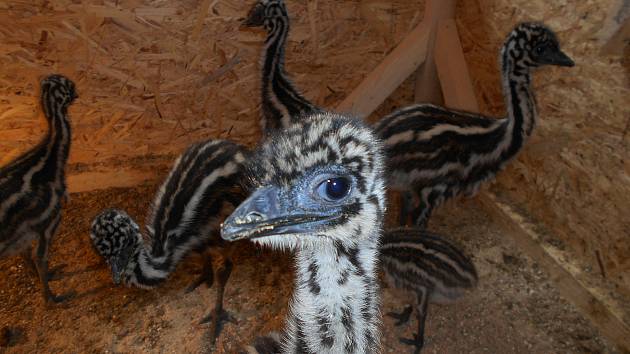 Zoologická zahrada v Táboře se těší z prvních letošních přírůstků. Poprvé se zde podařilo odchovat mládě emu hnědého, v odchovně se jich nyní prohání hned šest.