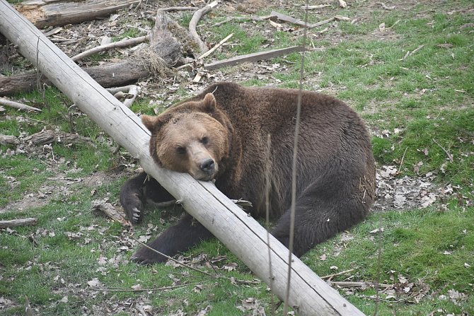 Medvěd hnědý odpočívající v táborské zoologické zahradě. Ilustrační foto.