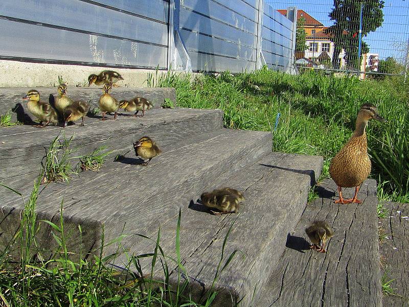 U provizorního mostu v Plané nad Lužnicí se usadila kachní rodinka.