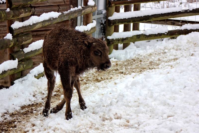 Tatranka a Tajfun. Zubří mláďata z táborské zoo mají jména, navrhli je příznivci zahrady.