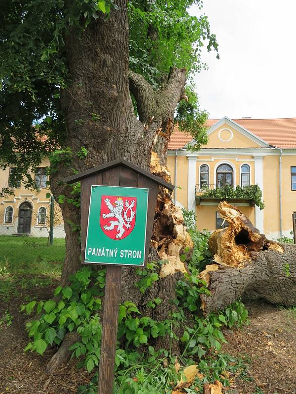 Téměř 300 let starý majestátní strom šel 24. června k zemi. Z táborských Měšic zřejmě zmizí nadobro, je nebezpečný okolí.