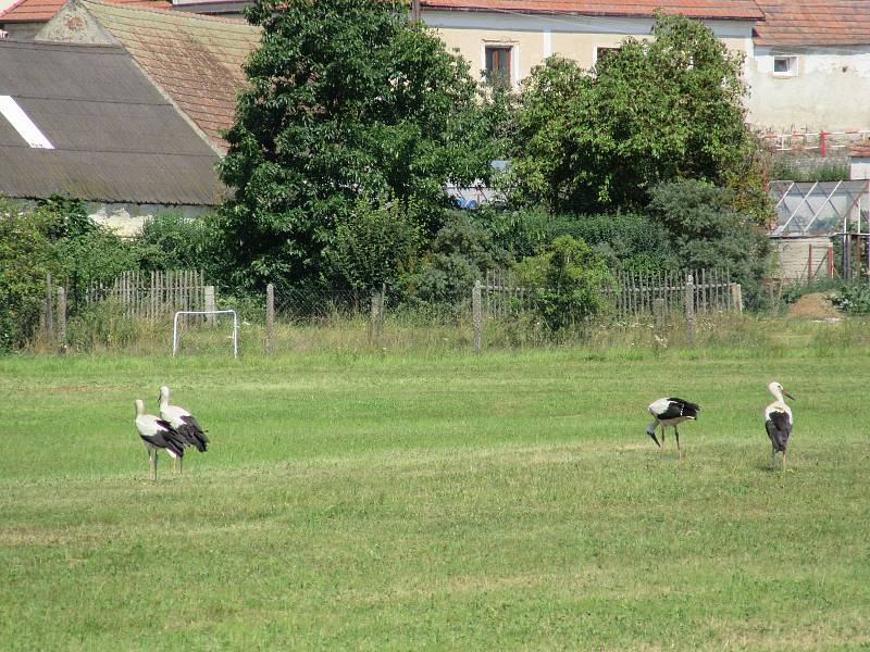 Čápi v Budislavi vyvedli čtyři mladé.