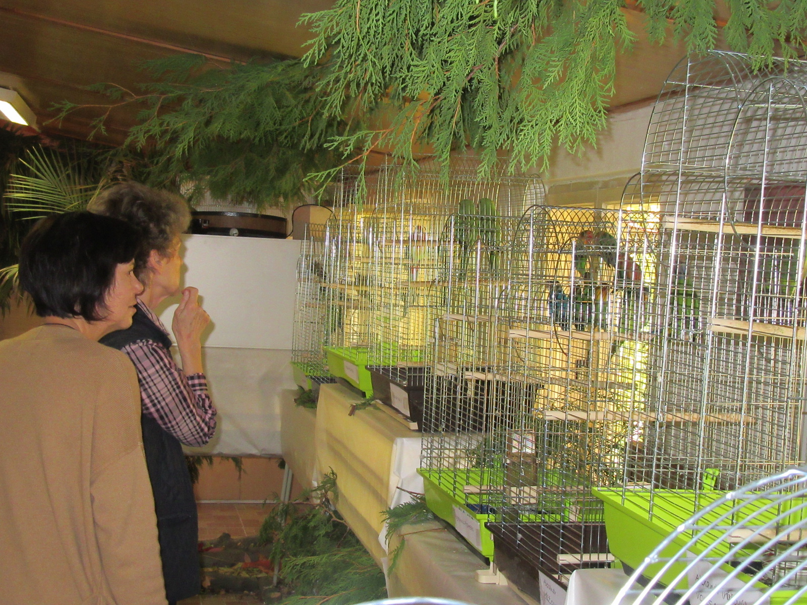 OBRAZEM: Na šedesát papoušků má přechodný domov v Botanické zahradě Tábor -  Táborský deník