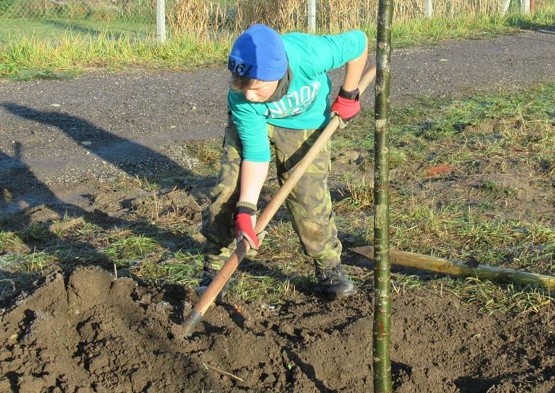 V sobotu 21. listopadu ve Veselí nad Lužnicí přibyla další zeleň, na výsadbu 40 dubů dohlížel zkušený dendrolog Miroslav Kohel.