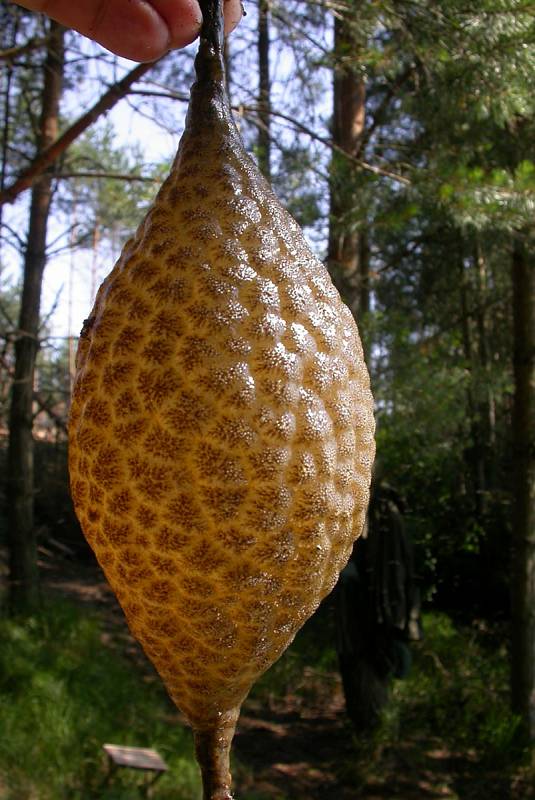 Bochnatka americká ve veselské pískovně.