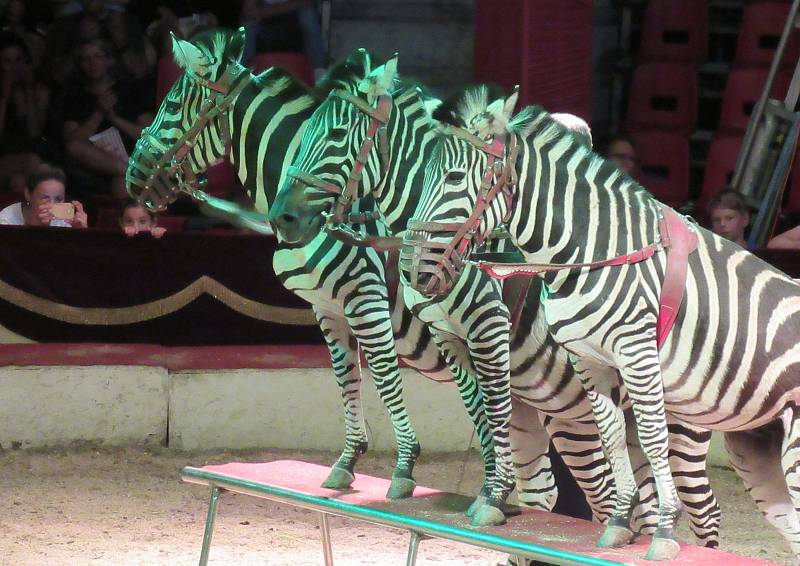 Během své jubilejní 70. sezony navštívil nejslavnější český cirkus také Tábor. Na 2,5 hodinové vystoupení s názvem Legenda přišlo během deseti dní téměř osm tisíc lidí.