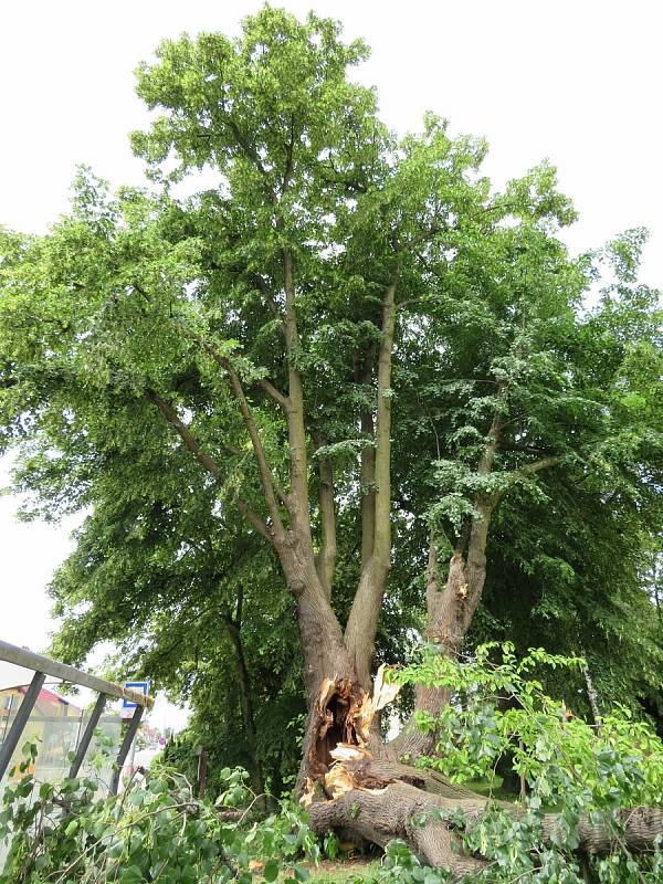 Téměř 300 let starý majestátní strom šel 24. června k zemi. Z táborských Měšic zřejmě zmizí nadobro, je nebezpečný okolí.