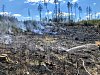 U Slapska hořel les, požár hasilo osm jednotek hasičů se třinácti cisternami