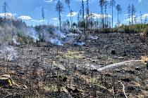 Důsledky požáru lesa u Slapska na Táborsku.