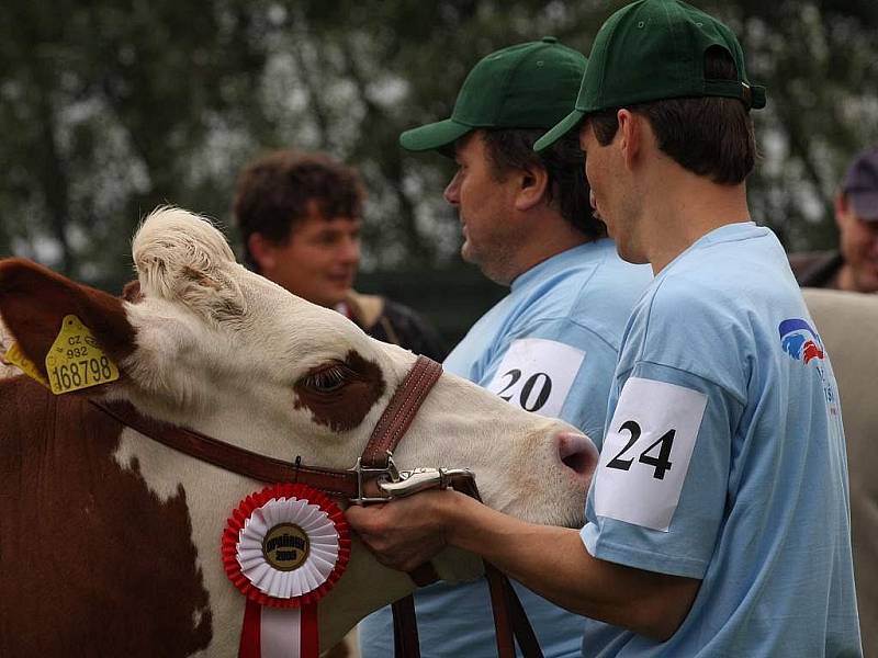 Na výstavě skotu v Opařanech se předvedlo 92 zvířat z 28 zemědělských podniků a farem