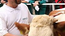 Na výstavě skotu v Opařanech se předvedlo 92 zvířat z 28 zemědělských podniků a farem