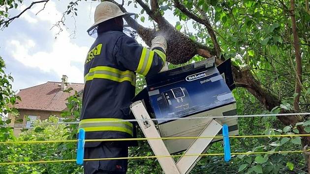 Hasiči v Táboře odstraňovali roj včel.