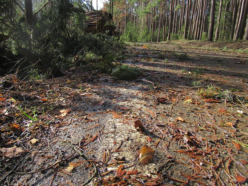 Od pondělního večera přibyly další škody i na Táborsku, v Plané nad Lužnicí orkán strhl fasádu bývalé herny, kolem řeky Lužnice směrem na Roudnou i v lese mezi Kvasejovicemi a Krotějovem jsou polámané a vyvrácené stromy.