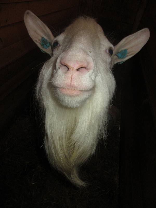 Na Kozí farmě u Svobodů v Turovecké ulici v Chýnově se již tradičně konaly Trhy ve dvoře.