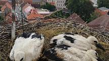 Kroužkování čápů v jižních Čechách, Hluboká nad Vltavou, Chýnov, Planá nad Lužnicí, Budislav a Soběslav.