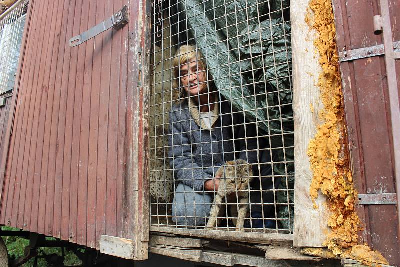 Jana Kaprálová bydlí na kraji Chýnova v rozpadlé maringotce s desítkami koček. Mají propadnout státu.