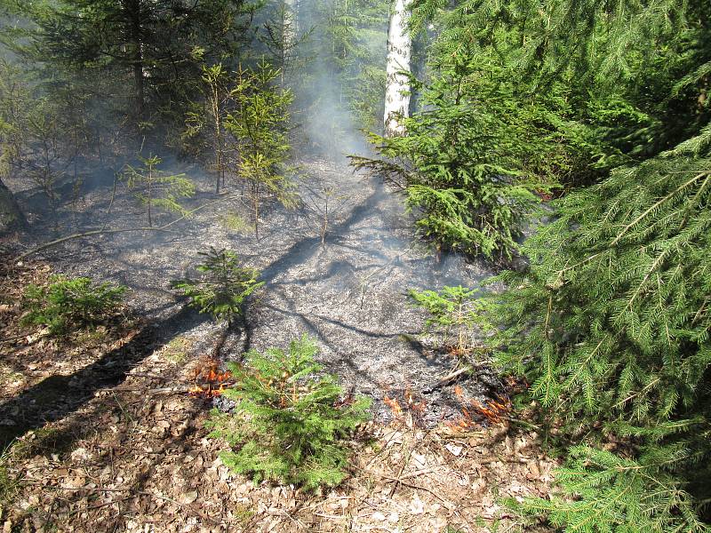 Lesní porost hořel ve středu 8. dubna mezi obcemi Myslkovice a Brandlín na Táborsku.