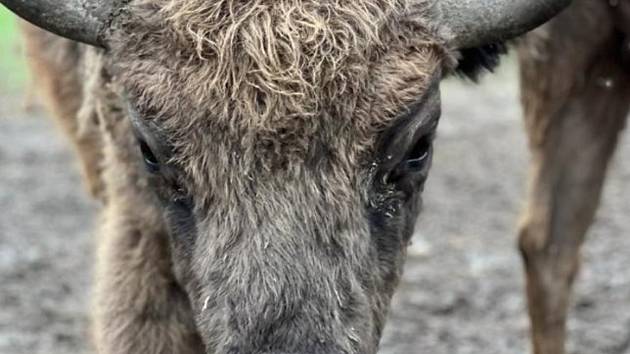 Tříletý zubr Taran z táborské zoo se už brzy vydá na dalekou cestu do nového domova ve Francii.