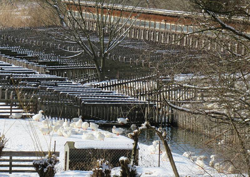 Kachní farma Strkov v Plané nad Lužnicí je jeden z velkochovů drůbeže na Táborsku v tzv. pásmu dozoru, nachází se ve vzdálenosti do deseti kilometrů od ohniska v Dlouhé Lhotě.