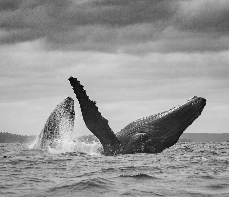 Příroda fotografa a filmaře Prokopa Pitharta ztělesňuje hlavně svobodu. Jejímu fotografování se věnuje už od dětství.