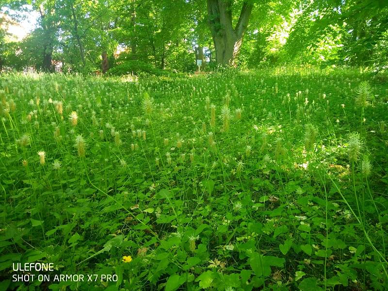 V podrostovém patru arboreta botanické zahrady to kvete.