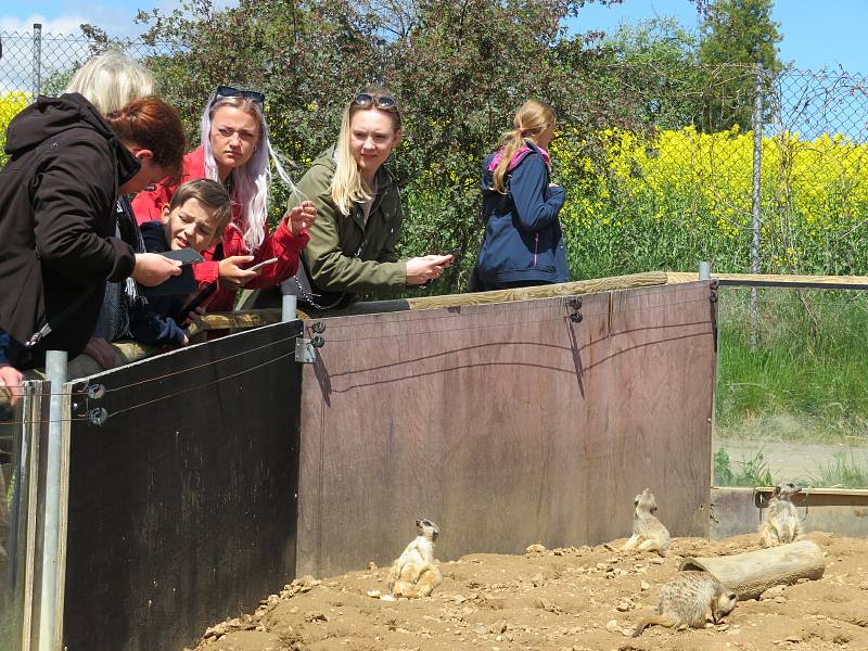 Táborská zoologická zahrada po nucené koronavirové pauze zažívá boom návštěvníků.