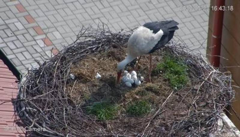 Od úterý 23. května se v Chýnově na Táborsku stejnopohlavnímu páru čápů bílých vyklubala dvě čápata