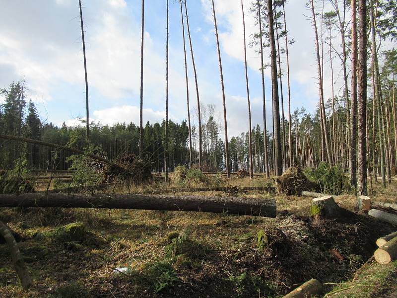 Sabine natropila na Táborsku asi největší neplechu v lese mezi Turovcem a Kozím hrádkem. Vyvracela stromy s kořeny a lámala je jako sirky, Lesy ČR silnici kvůli bezpečnosti uzavřely.