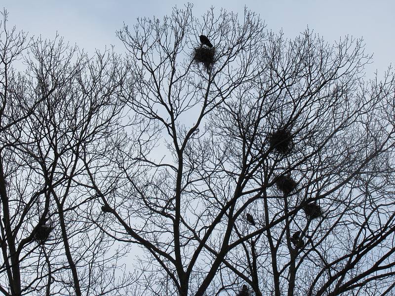 Havrani jsou velmi inteligentní ptáci a starostliví rodiče. Křičí, kálí a stále se rozšiřují. Jak v Táboře, tak například v Sezimově Ústí se zalíbilo koloniím havranů.