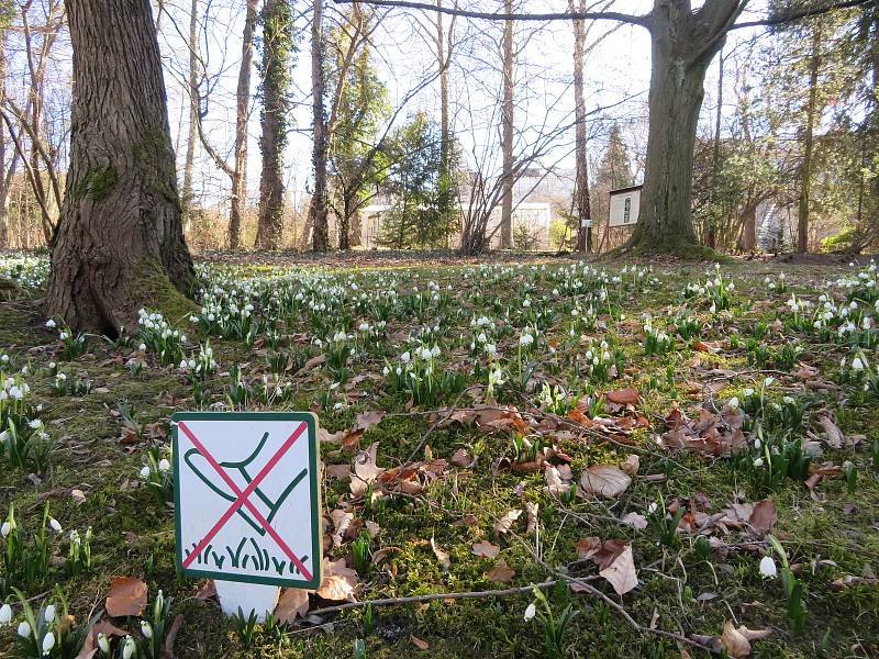 Botanickou zahradu v Táboře posely stovky bílých jarních květů.