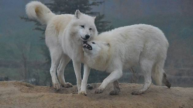 Vlk arktický vypadá jako mazel, ale při krmení se přesvědčíte, že zůstává šelmou!