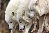 Trojčata vlků arktických z táborské zoo oslaví v sobotu osmé narozeniny.