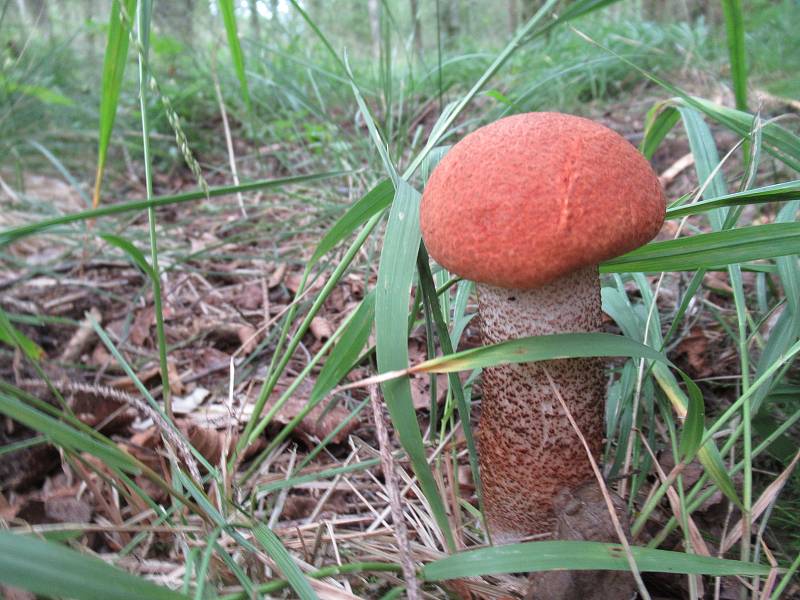 Ilustrační foto houby.