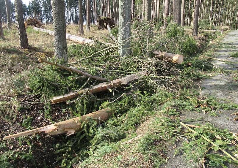 Sabine natropila na Táborsku asi největší neplechu v lese mezi Turovcem a Kozím hrádkem. Vyvracela stromy s kořeny a lámala je jako sirky, Lesy ČR silnici kvůli bezpečnosti uzavřely.