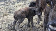 V zoo na Větrovech přivedli na svět prvního zubra.