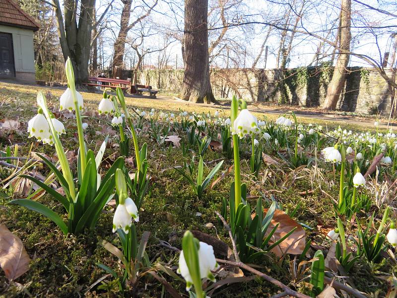 Botanickou zahradu v Táboře posely stovky bílých jarních květů.